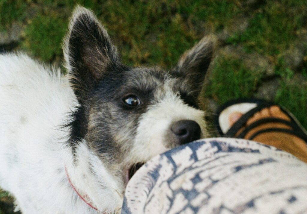 Small black and white dog playfully biting a person’s leg while standing on grass near someone wearing sandals.
