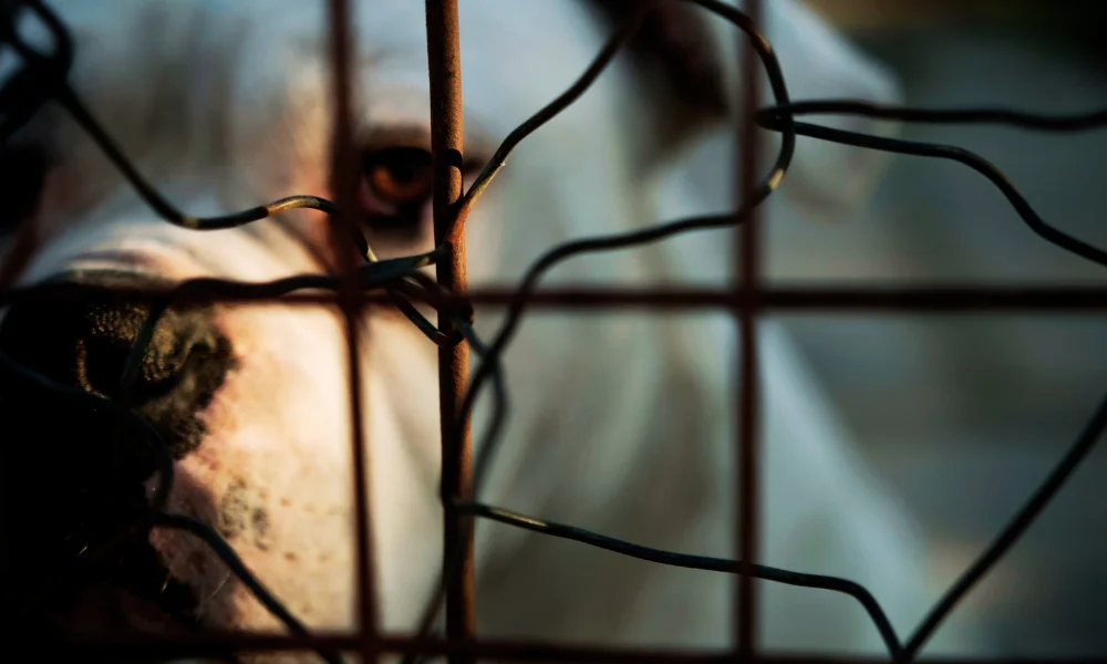 a white dog with black nose looks glum and intimidating behind a fence