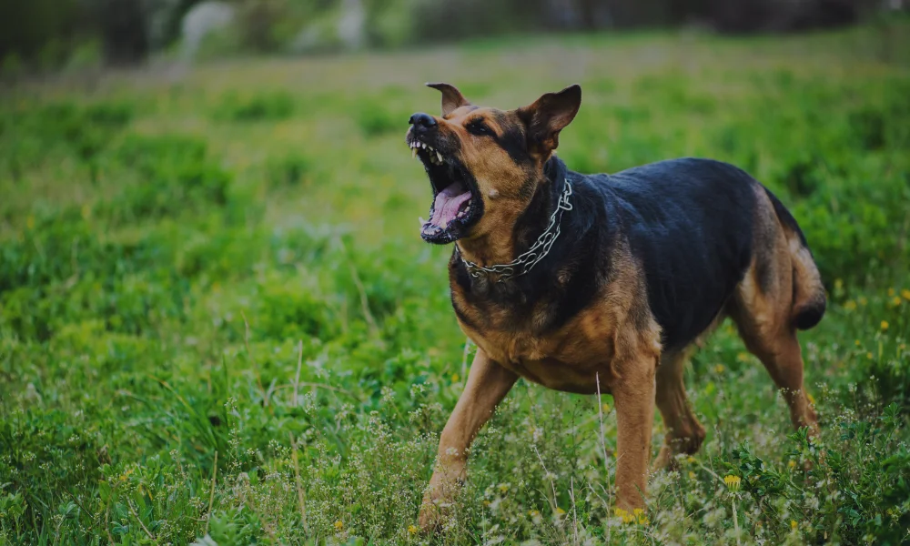 a dog, brown and black with pointed ears, bears its teeth in a grassy field