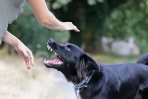 Dog Attack