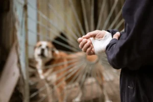 Dog Attack Injuries
